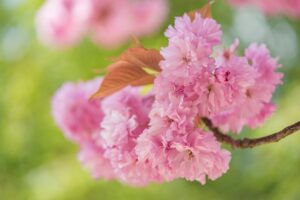 cherry blossoms, flowers, spring-8624471.jpg